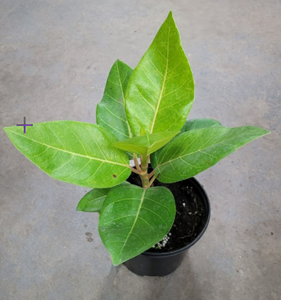 6" Ficus Rubber Altissima Golden Gem